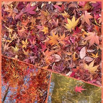 イロハモミジ。の画像 by ｱﾐᵕ̈ﾌﾙﾙꔛ‬ꕤさん | お出かけ先と水元公園とイロハモミジ。と紅葉の絨毯と紅葉（こうよう）とせせらぎ広場上流とモミジとメタセコイアの落葉