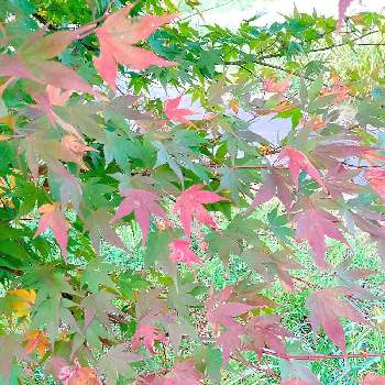 ピンクの葉の画像 by あちゃこさん | お出かけ先とモミジとグラデーションとピンクの葉とくわだいさくら公園と紅葉（こうよう）と美しいとピンクワールドへ ようこそと癒しの場所と綺麗な色♡とかわいいと旧朝日村