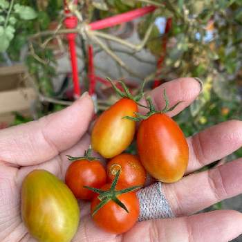 ジュリエット（ミニトマト）の画像 by dp106さん | 小さな庭とジュリエット（ミニトマト）とスイートマスコット（ミニトマト）と家庭菜園とトマト栽培とおうち園芸とおうちde菜園