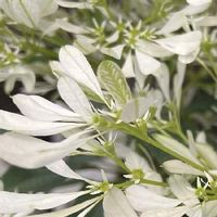 白雪姫の育て方 置き場所や水やりの加減は Greensnap グリーンスナップ 白雪姫の育て方 置き場所や水やりの加減は Greensnap グリーンスナップ
