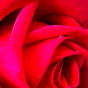 ショートショートの画像 by ✨liqueur poirot✨(ポアロ)さん | リキュールポアロとショートショートとポアロと起承転結と薔薇♪とバラ・ミニバラと真っ赤な火曜日とMacro Lens 1.5-2.7in(10X)