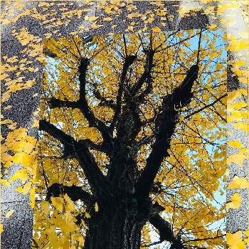 銀杏の木の画像 by サッチンさん | 銀杏の木と落葉といつもの通り道と12月と街路樹とウォーキング中と落ち葉