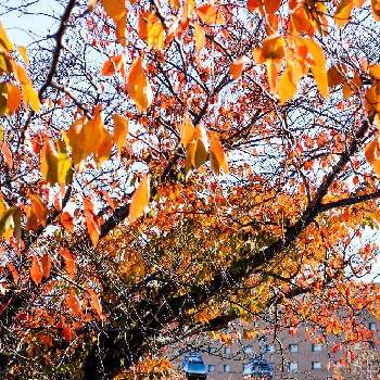 秋の気配の画像 by ヒガ君さん | お出かけ先とみなとみらいと秋の訪れと汽車道と秋の気配と散歩