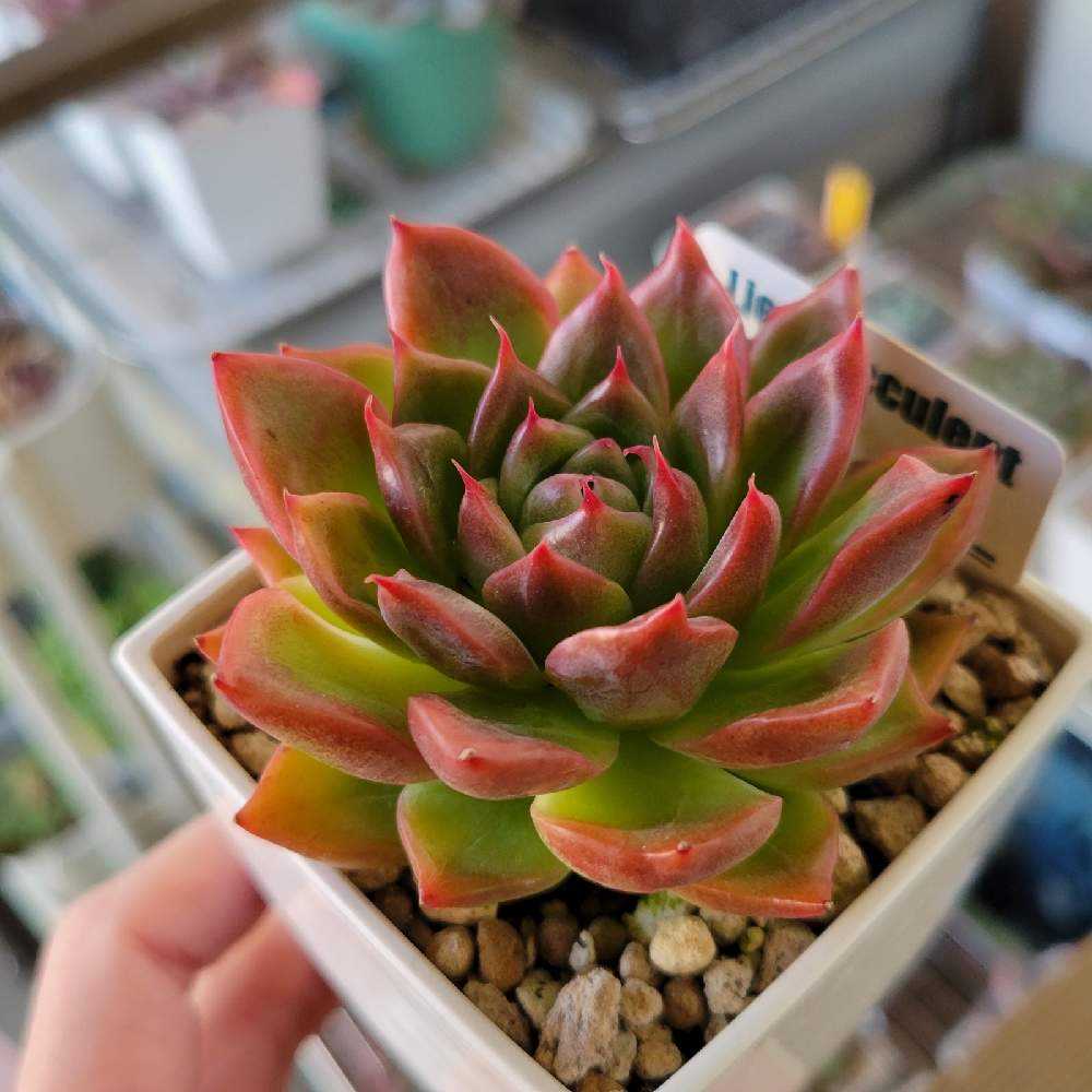 多肉植物❤️フロリディティール ❤️1頭12cm!拔き苗！三年生！セダム  おまけ 多肉植物❤️フロリディティール ❤️1頭12cm!拔き苗！三年生！セダム