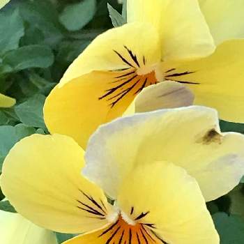 素敵な色♡の画像 by rikugardenさん | 小さな庭とビオラと癒される♡と植物のある暮らしとやさしい色...とGS映えとおうち園芸と今日のお花と素敵な色♡と花のある暮らしとかわいいな♡とげんき！とGREEN UP!と良い香り
