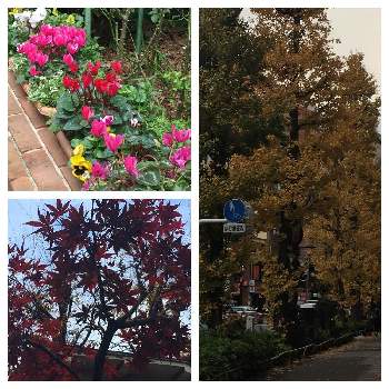 いつもの風景の画像 by どんぐりさん | お出かけ先とレストランの花壇と恵比寿神社の紅葉と銀杏の木。といつもの風景