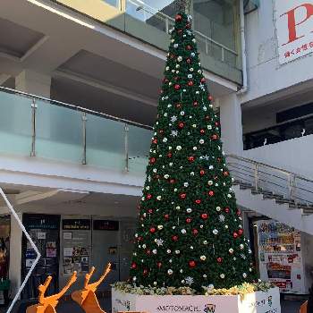 横浜元町の画像 by めいたんとママさん | お出かけ先とクリスマスツリー♡とツリーとクリスマスツリーと#公園でみっけと#散歩中にみっけと横浜元町