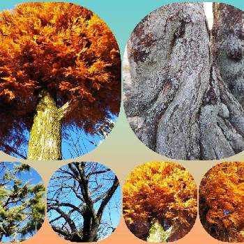 サクラの木の画像 by sumiko87さん | お出かけ先とメタセコイヤとサクラの木とサクラの木と青空に映えると近隣の公園と皆様との繋がりに感謝♡と樹木大好き