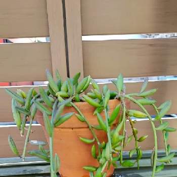 アーモンドネックレス の投稿画像一覧 Greensnap グリーンスナップ