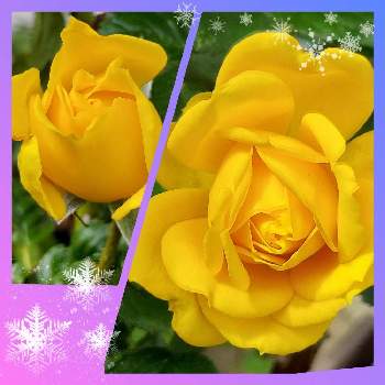 ゴールドマリー バラの投稿画像一覧 Greensnap グリーンスナップ