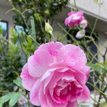 蕾♡の画像 by YS815さん | お出かけ先とピンク色の花♡とご近所さんと薔薇♡と災害時備蓄と蕾♡と玄関先に花♡と手洗・うがい・マスク