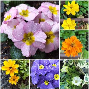 小さな庭のお花達の画像 by シャボン✿*:･ﾟさん | 小さな庭と可愛らしいお花♡と小さな庭のお花達と可愛らしいとお花に癒されて❤️といやされる