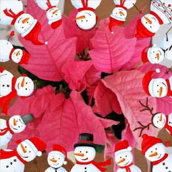 メリークリスマスの画像 by ひいやんさん | 部屋と今日も頑張る！とありがとう♡とポインセチア☆とおうち園芸とメリークリスマスとポインセチア♡とメリークリスマス ☆とささやかな幸せと皆さんに感謝と花いろいろと花のある暮らしと北海道