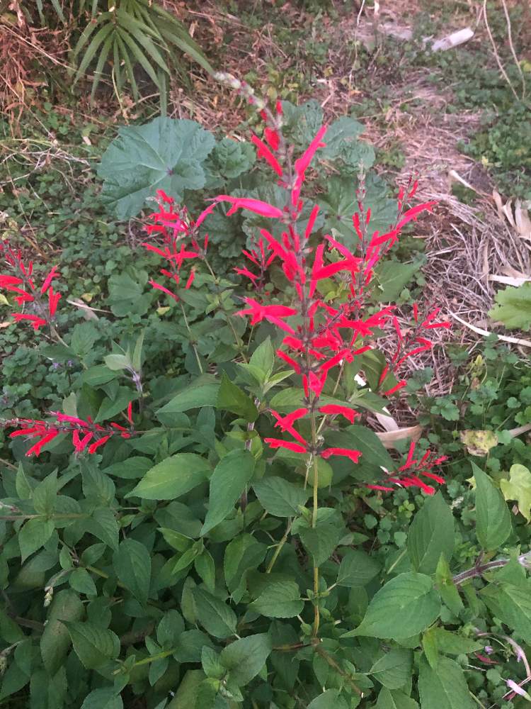 畑の投稿画像 By ベルガモットさん 癒しと成長中とハーブと赤い花といい香りと地植えと癒しと成長中とハーブと赤い花といい香りと地植え 21月12月14日 Greensnap グリーンスナップ Greensnap グリーンスナップ