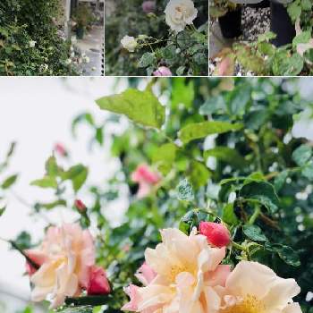 2021 GSでバラ園の画像 by Sanさん | 小さな庭とピンクと2021 GSでバラ園と花のある暮らしと素敵色と薔薇♪と優しい色と薔薇大好き