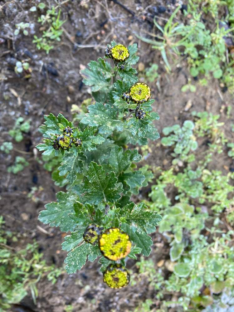 寒菊の投稿画像 By るうさん 畑と地植えとつぼみと栽培記録と地植えとつぼみと栽培記録 21月12月14日 Greensnap グリーンスナップ Greensnap グリーンスナップ