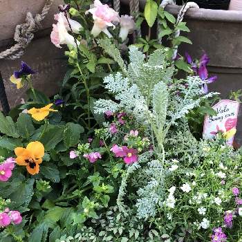 クローバーティントルージュの画像 by カンパニュラさん | 小さな庭とクローバーティントルージュとクローバーとお花がすきとビオラ♡と寄せ植えとキンギョソウ♪とクローバー☆とかわいい色