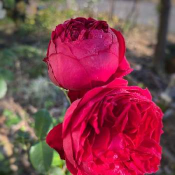 秋の薔薇の画像 by まささん | ルージュピエールドゥロンサールと地植えと四季咲きとばら バラ 薔薇と秋の薔薇