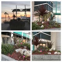 ゼラニウム,ローズマリー,ニューサイラン,コルジリネ レッドスター,石同好会の画像