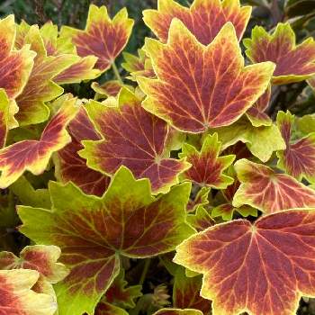 モミジバゼラニウム の投稿画像一覧 Greensnap グリーンスナップ