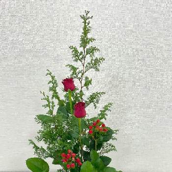 ピペリカムの画像 by ゆきねこさん | ピペリカムとレモンリーフとバラと生け花と池坊と生け花初心者