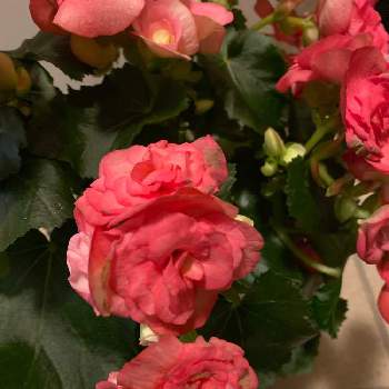 球根ベゴニア フォーチュンの投稿画像一覧 Greensnap グリーンスナップ