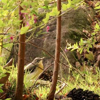落下したタイサンボクの大きな実,ハギ,鳥のいる風景,会員No.112,山野草大好き協会の画像