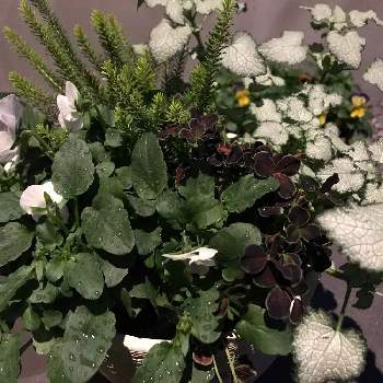プレミアムビオラDJの画像 by 三日月ロックさん | 西の庭とスピッツとまだ初心者とビオラ・パンジーとおうち園芸とプレミアムビオラDJと今日のお花と花のある暮らしとクローバー・黒