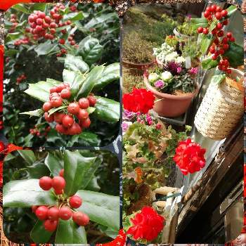 クリスマスホーリー♡の画像 by かゆさん | 広い庭とガーデニングと花のある暮らしと猫のいる生活とクリスマスホーリー♡