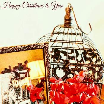 クリスマスカラーの画像 by coroloveさん | 部屋とシクラメン・ミニシクラメン愛好家友の会と心が安らぐとクリスマスカラーと赤いシクラメンとチーム海外