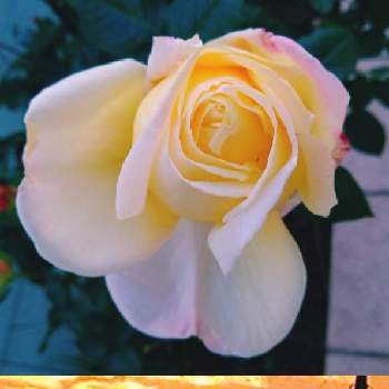 素敵❤の画像 by なおみ♥さん | 薔薇 ピースと嬉しいと優しい色の花と素敵❤とお花が可愛い