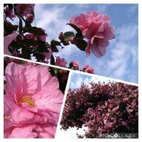 山茶花 サザンカ の育て方 挿し木や肥料やりの時期は 冬を乗り切るコツは Greensnap グリーンスナップ