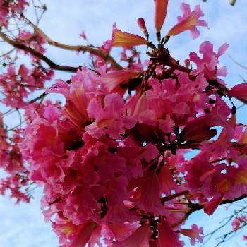 ピンクイペー ピンクトランペット の投稿画像一覧 Greensnap グリーンスナップ