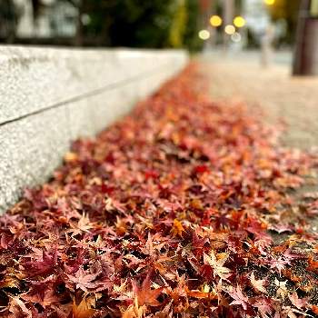 枯葉の画像 by クロクマさん | お出かけ先ともみじの落ち葉とスマホ撮影と枯葉と散歩とウォーキングと落ち葉と神社の参道。とお散歩と参道と落ち葉の風景