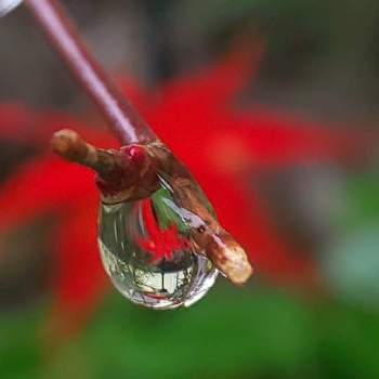 しずく＊の画像 by オリーブの葉さん | モミジ(紅葉)としずくとモミジ♪と 紅葉と水滴の水曜日としずく＊とオリのお庭＊と赤い魅惑
