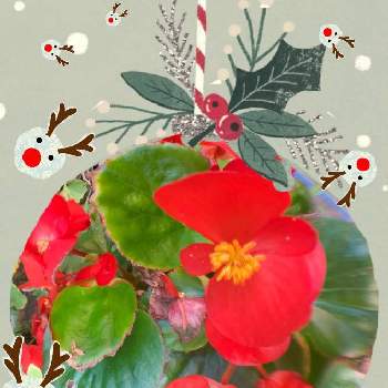 魚眼レンズの画像 by @6033さん | 小さな庭とベゴニアとスマホ撮影と魚眼レンズと小さな庭♡とお庭の植物とpicとpicコラージュとサンタ、クリスマスシリーズと花びらの魅力✨と小さな花と花いろとiPhone撮影