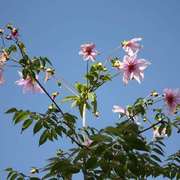 ご近所のお庭の画像 by いかみみさん | お出かけ先と皇帝ダリアとピンクの花とご近所のお庭と背の高い花