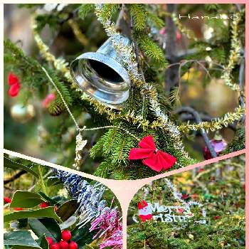 モミの木の画像 by ハナコさん | お出かけ先とクリスマスホーリーとモミの木とクリスマスと神戸市立花と緑の推進センター