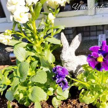 紫のパンジーの画像 by Yume cafeさん | フェンスとストックとフリル咲きパンジーとダブルデッカーといい香り❤とお花を楽しむと可憐なお花と元気！とフリフリのお花とはなのある暮らしとハンギングと水曜日とがんばろう！とうさぎ雑貨と白い花と大人かわいい♪と紫のパンジーとプランター植え