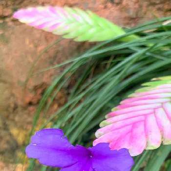チランジア・キアネアの画像 by fumiさん | ハナアナナスとチランジア・キアネアと花パトロールと花のある風景と２０２０年５月同期と暮らしに癒しをと夢の島熱帯植物館