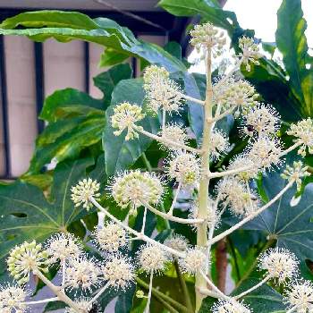 教会の投稿画像一覧 Greensnap グリーンスナップ