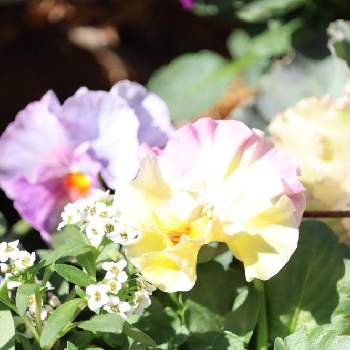 葉牡丹 ヴィンテージ・ベインの画像 by SNOOPYさん | 小さな庭と葉牡丹 ヴィンテージ・ベインとみもとビオラと茉夕花にささぐと身元園芸と庭の花とDear violetと素敵な出会いに感謝とGo✿to✿flower