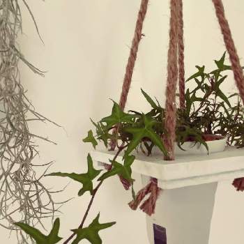 蔓性植物の画像 by kopeloさん | 壁/天井とヘデラ・アイリッシュレースとウスネオイデスとアイビーとハンキングと蔓性植物と綺麗な葉と葉っぱを楽しむとエアプランツ