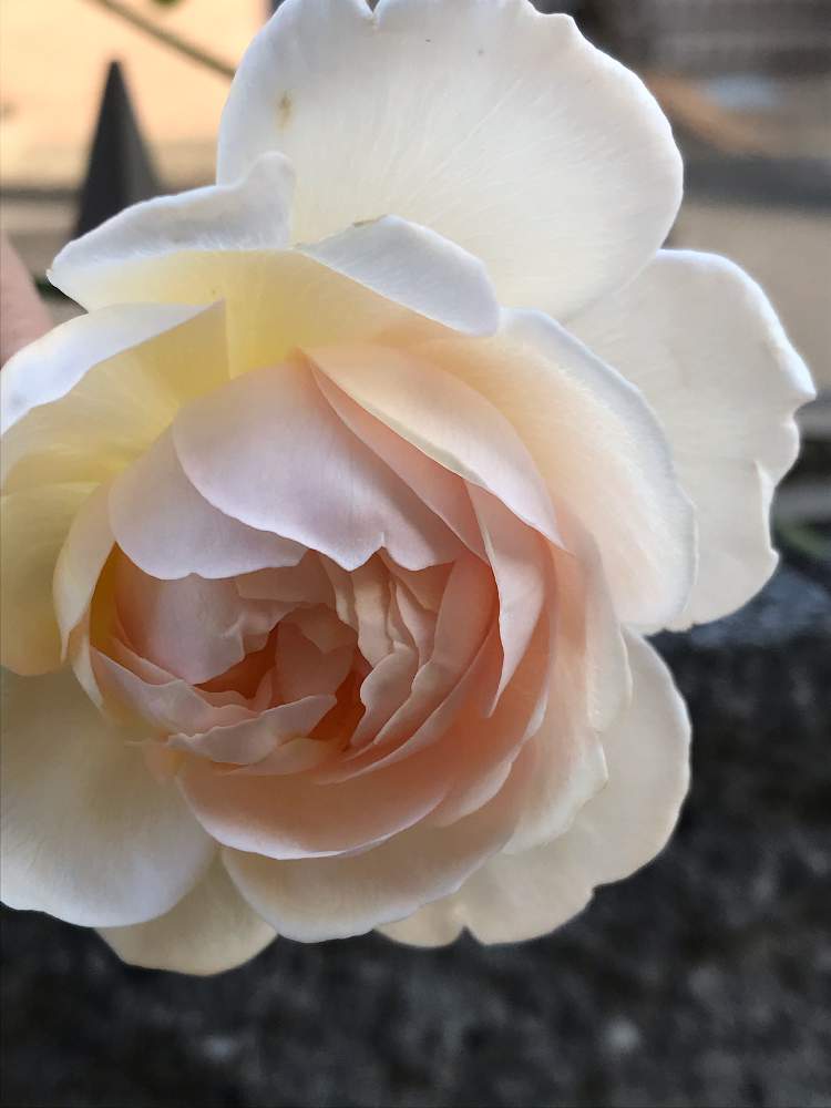 バラの投稿画像 By Megumiさん 薔薇 ｅｒローズマリーとイングリッシュローズとバラ ローズマリーと小さな庭とバラ無農薬とばら バラ 薔薇 とシェードガーデンと日陰でバラとナチュラルガーデンと無農薬バラ栽培とコンテナガーデンとホワイトガーデンとイングリッシュ