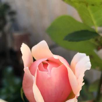 薔薇のある暮らしの画像 by Megumiさん | 小さな庭とバラと薔薇 ＥＲローズマリーとイングリッシュローズとバラ ローズマリーとバラ無農薬とばら バラ 薔薇とシェードガーデンと日陰でバラとナチュラルガーデンと暮らしに花をと無農薬バラ栽培とコンテナガーデンとホワイトガーデンとイングリッシュ・ローズとガーデニングと花のある暮らしと日陰の庭とバラ・ミニバラと薔薇のある暮らし
