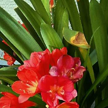 華やかな花の投稿画像一覧 Greensnap グリーンスナップ