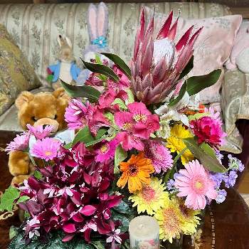 ガーデンシクラメンジックスの画像 by ひみつのアッコちゃんさん | 部屋と切り花と鉢植えの花たちとプロテアと鉢植えのガーベラとアリストロメリアとガーベラ切り花とストックとガーデンシクラメンジックスと自作の蝋燭と花遊び♪と鉢植えの花と可愛い花と美しい花と元気な花と大好きな花と花を見る喜びと私のお気に入りと切り花とクリスマスグッズ