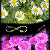 アスター,カモミール,GSの皆さまに感謝♡,白い恋人達,医療現場の人々に感謝の画像