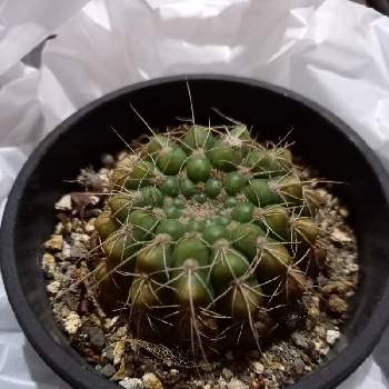 変色の投稿画像一覧 Greensnap グリーンスナップ