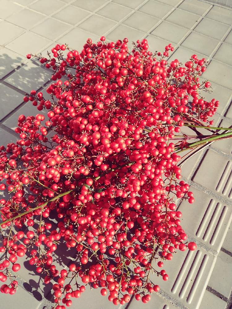 ドライフラワーの投稿画像 By Yuunさん 南天ナンテン 21月12月15日 Greensnap グリーンスナップ